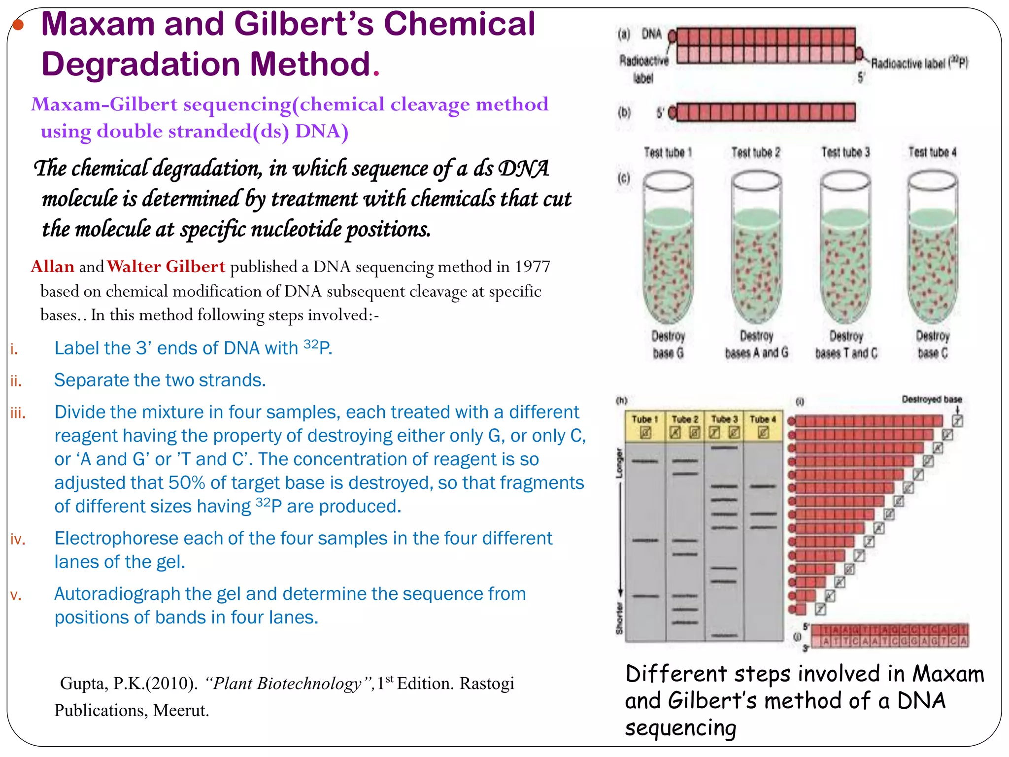 Maxam and Gilbert’s Chemical Degradation Method. 
Maxam-Gilbert sequencing(chemical cleavage method using double stranded(ds) DNA) 
The chemical degradation, in which sequence of a ds DNA molecule is determined by treatment with chemicals that cut the molecule at specific nucleotide positions. 
Allan and Walter Gilbert published a DNA sequencing method in 1977 based on chemical modification of DNA subsequent cleavage at specific bases.. In this method following steps involved:- 
i.Label the 3’ ends of DNA with 32P. 
ii.Separate the two strands. 
iii.Divide the mixture in four samples, each treated with a different reagent having the property of destroying either only G, or only C, or ‘A and G’ or ’T and C’. The concentration of reagent is so adjusted that 50% of target base is destroyed, so that fragments of different sizes having 32P are produced. 
iv.Electrophorese each of the four samples in the four different lanes of the gel. 
v.Autoradiograph the gel and determine the sequence from positions of bands in four lanes. 
Gupta, P.K.(2010). “Plant Biotechnology”,1st Edition. Rastogi Publications, Meerut. 
Different steps involved in Maxam and Gilbert’s method of a DNA sequencing  