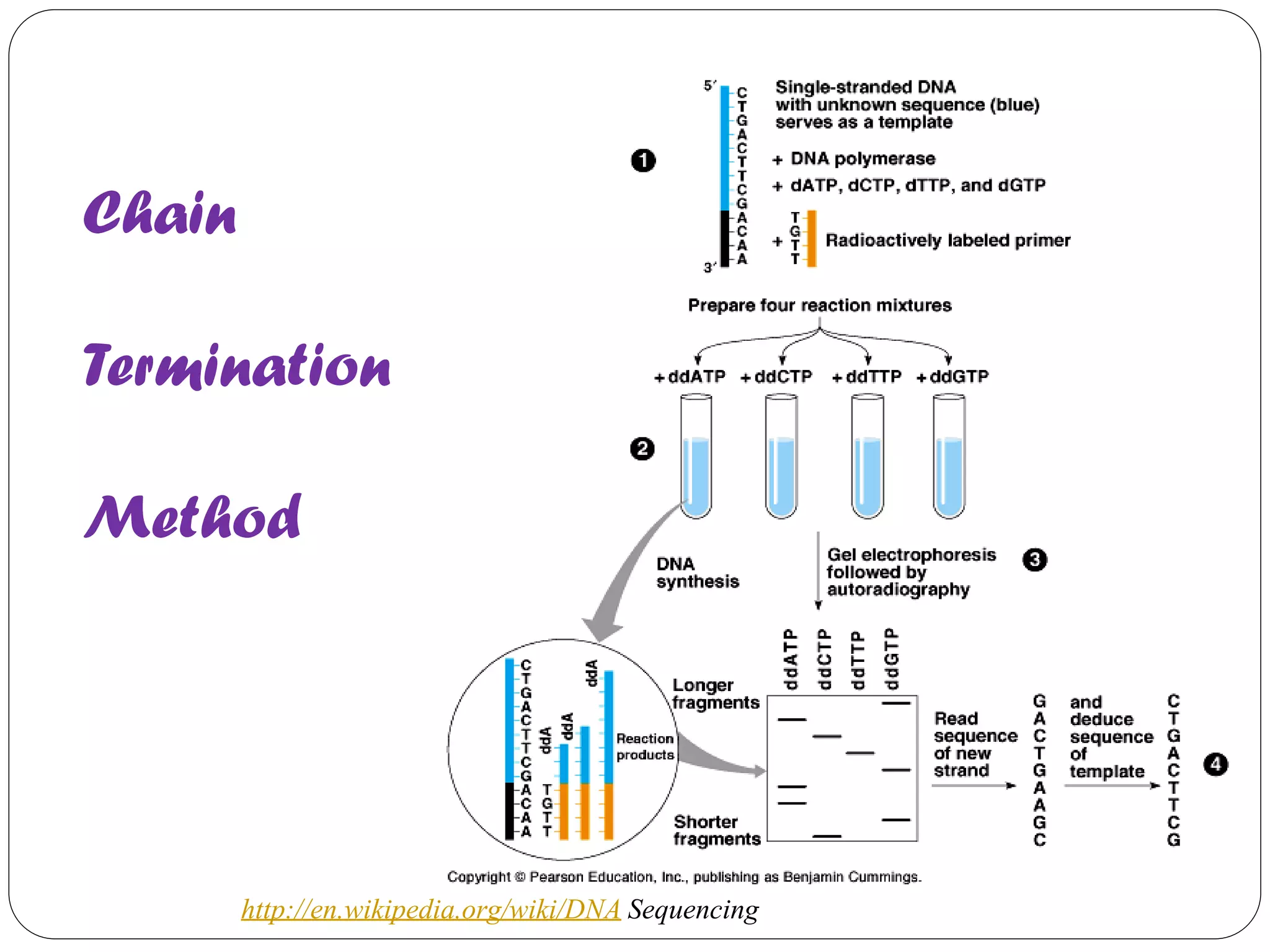 Chain Termination Method 
http://en.wikipedia.org/wiki/DNA Sequencing  