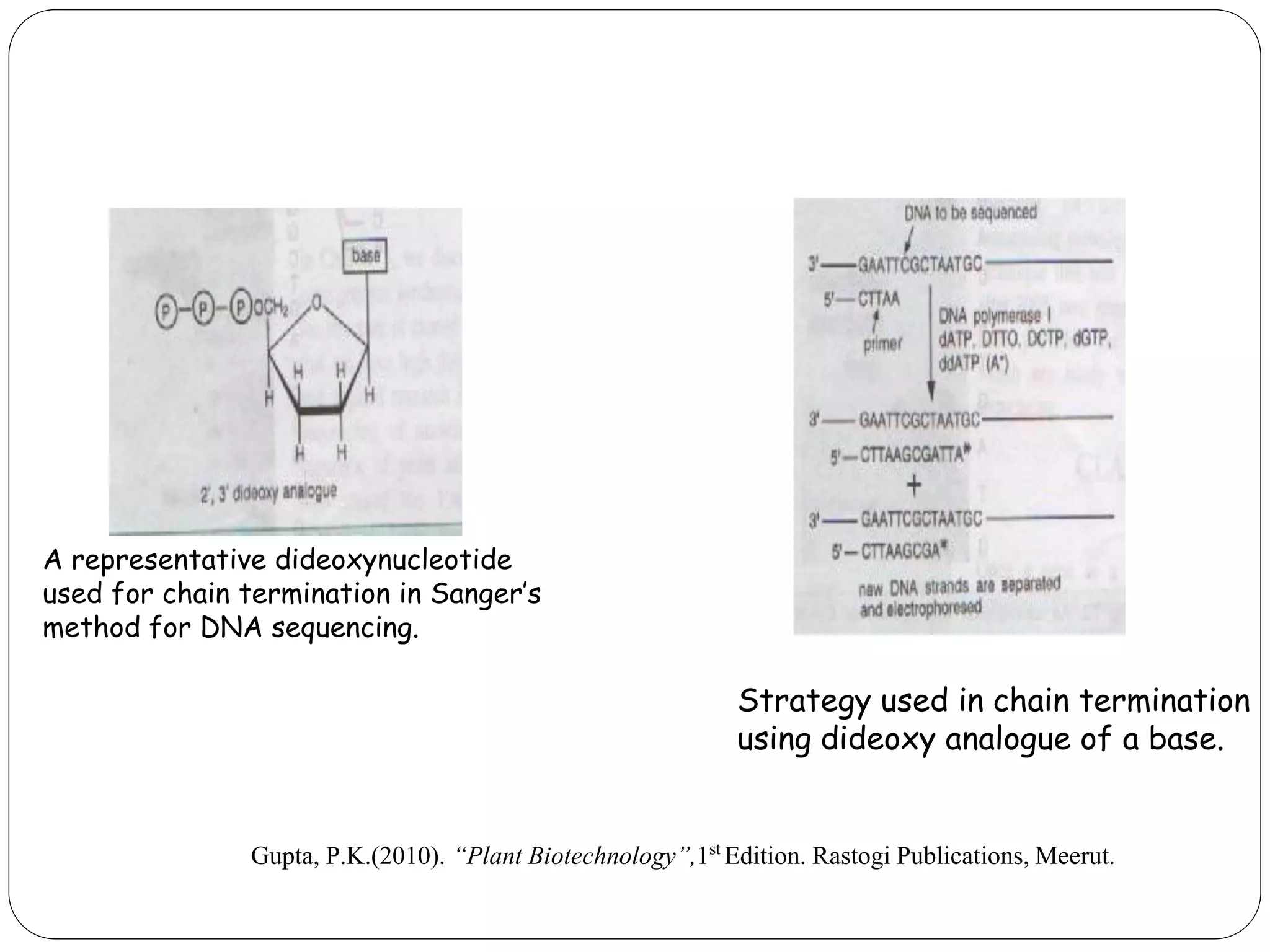 A representative dideoxynucleotide used for chain termination in Sanger’s method for DNA sequencing. 
Strategy used in chain termination using dideoxy analogue of a base. 
Gupta, P.K.(2010). “Plant Biotechnology”,1st Edition. Rastogi Publications, Meerut.  