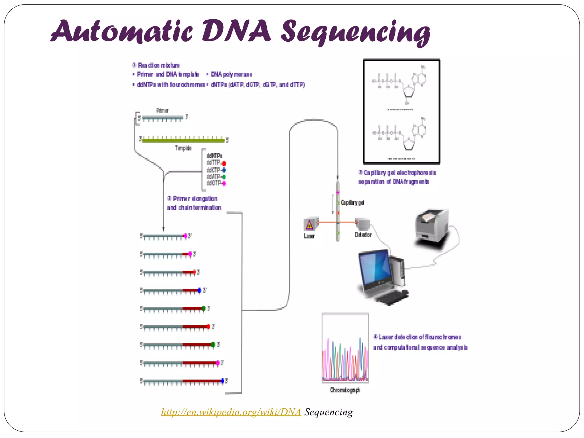 Automatic DNA Sequencing 
http://en.wikipedia.org/wiki/DNA Sequencing  