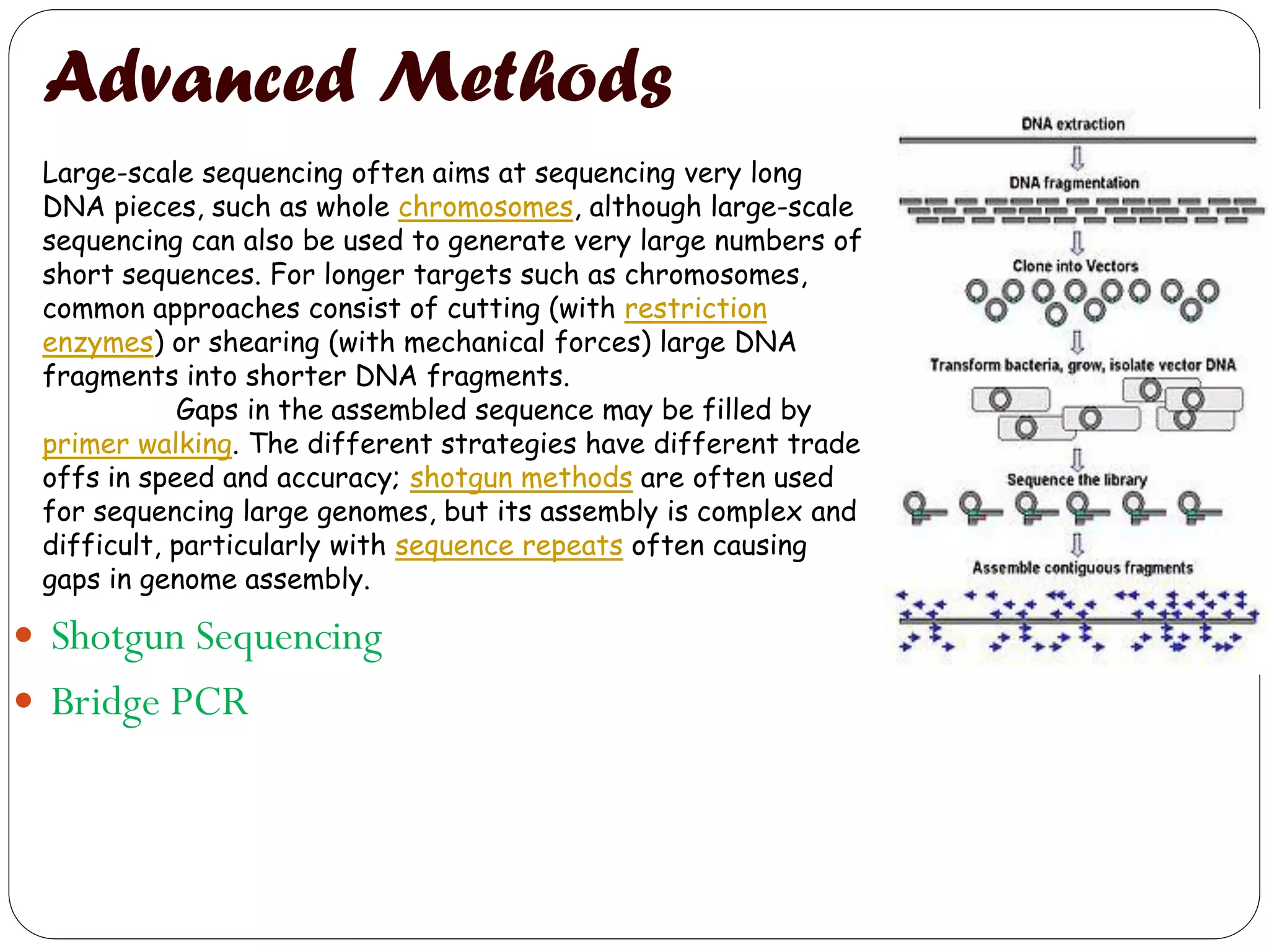 Advanced Methods 
Shotgun Sequencing 
Bridge PCR 
Large-scale sequencing often aims at sequencing very long DNA pieces, such as whole chromosomes, although large-scale sequencing can also be used to generate very large numbers of short sequences. For longer targets such as chromosomes, common approaches consist of cutting (with restriction enzymes) or shearing (with mechanical forces) large DNA fragments into shorter DNA fragments. 
Gaps in the assembled sequence may be filled by primer walking. The different strategies have different trade offs in speed and accuracy; shotgun methods are often used for sequencing large genomes, but its assembly is complex and difficult, particularly with sequence repeats often causing gaps in genome assembly.  
