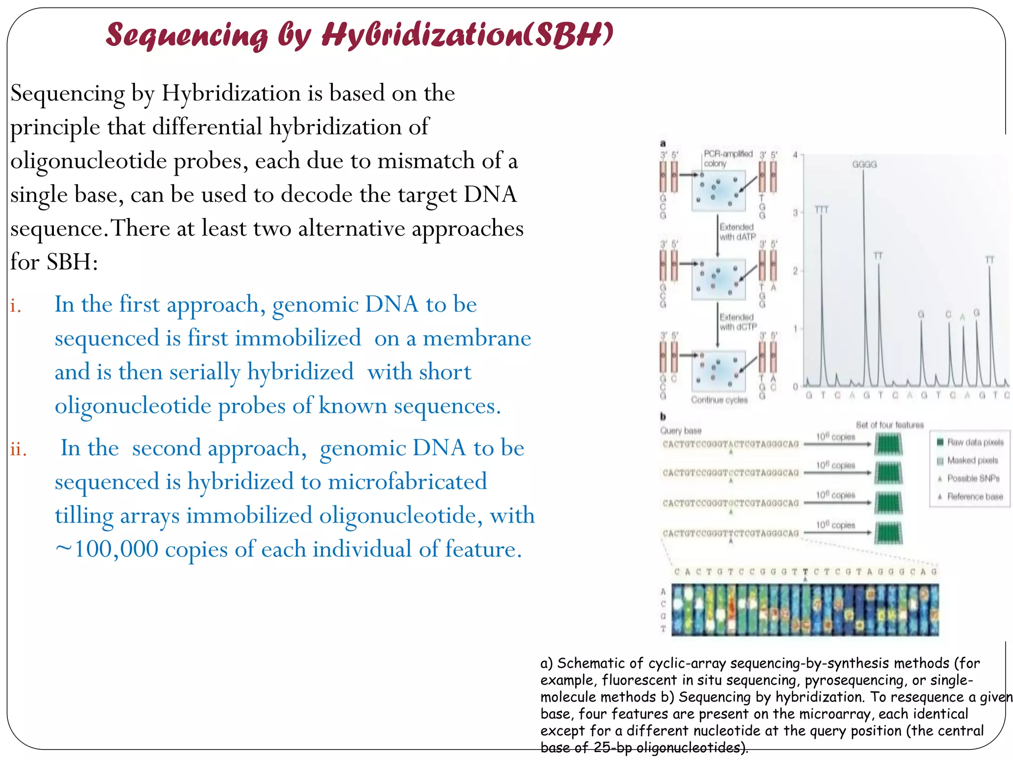 Sequencing by Hybridization(SBH) 
Sequencing by Hybridization is based on the principle that differential hybridization of oligonucleotide probes, each due to mismatch of a single base, can be used to decode the target DNA sequence.There at least two alternative approaches for SBH: 
i.In the first approach, genomic DNA to be sequenced is first immobilized on a membrane and is then serially hybridized with short oligonucleotide probes of known sequences. 
ii. In the second approach, genomic DNA to be sequenced is hybridized to microfabricated tilling arrays immobilized oligonucleotide, with ~100,000 copies of each individual of feature. 
a) Schematic of cyclic-array sequencing-by-synthesis methods (for example, fluorescent in situ sequencing, pyrosequencing, or single- molecule methods b) Sequencing by hybridization. To resequence a given base, four features are present on the microarray, each identical except for a different nucleotide at the query position (the central base of 25-bp oligonucleotides).  