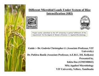 Different Microbial Loads Under System of Rice 
Intensification (SRI) 
Project works submitted to the VIT University in partial fulfillment of the 
requirement for the degree of Master of Science in Applied Microbiology 
Guide :- Dr. Godwin Christopher J. (Associate Professor, VIT 
University) 
Dr. Pabitra Banik (Associate Professor, A.E.R.U, ISI, Kolkata) 
Presented by, 
Ishita Das (12MSM0041) 
MSc.AppliedMicrobiology 
VIT University, Vellore, Tamilnadu 
 