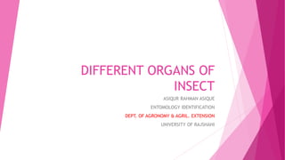 DIFFERENT ORGANS OF
INSECT
ASIQUR RAHMAN ASIQUE
ENTOMOLOGY IDENTIFICATION
DEPT. OF AGRONOMY & AGRIL. EXTENSION
UNIVERSITY OF RAJSHAHI
 