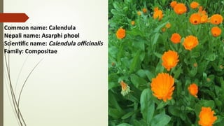 ORNAMENTAL PLANTS AVALABLE IN OUR LOCALITY IN NEPAL | PPTX