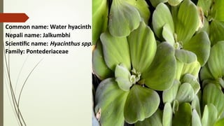 ORNAMENTAL PLANTS AVALABLE IN OUR LOCALITY IN NEPAL | PPTX