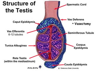 Different parts of reproductive system male.ppt