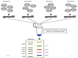 Different pcr techniques and their application | PPTX