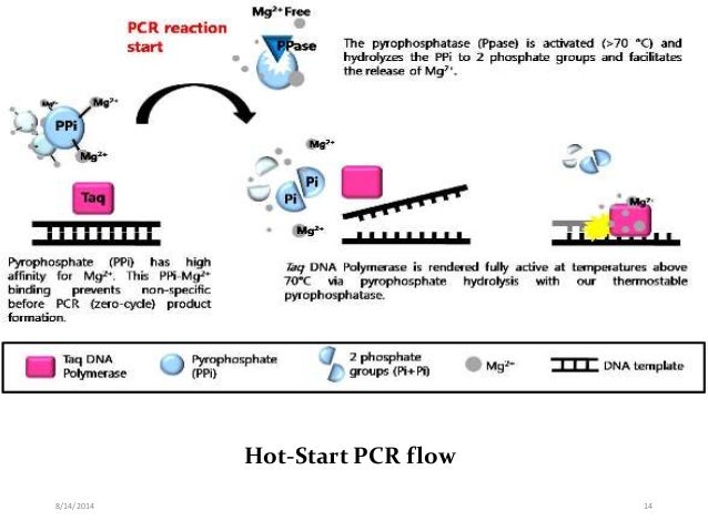 different pcr techniques and their application pcr technique