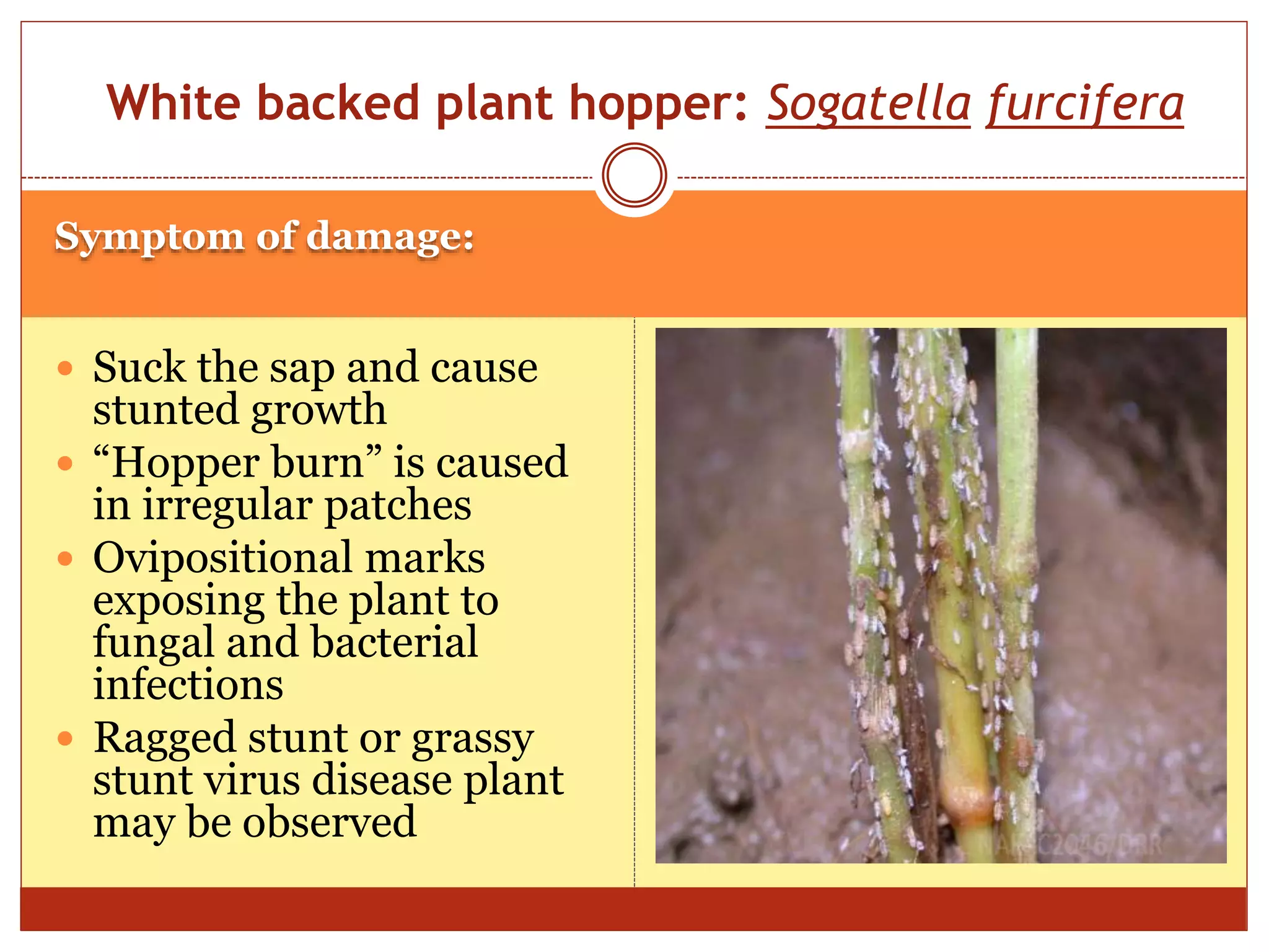 Different pests of rice in field.. | PPTX