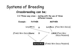 Systems of Breeding
Crossbreeding can be;
2.2 Three-way cross - mating with the use of three
different breeds.
Example: FATHER MOTHER
LargeWhite LandRace
X (TWO-WAY CROSS)
LWLR (TWO-WAY
CROSS PROGENY)
X
Duroc
(THREE-WAY CROSS)
DurocLWLR (THREE-WAY CROSS PROGENY)
 