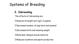 Systems of Breeding
The effects of inbreeding are:
Reduced strength and vigor in piglets
Decreased number of pigs born and weaned
Decreased birth and weaning weight
Retarded, delayed sexual maturity
Reduced ovulation and sperm production
3. Inbreeding
 