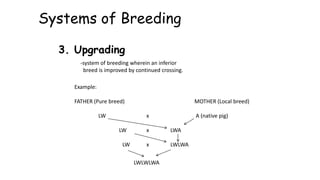 Systems of Breeding
3. Upgrading
-system of breeding wherein an inferior
breed is improved by continued crossing.
Example:
FATHER (Pure breed) MOTHER (Local breed)
LW x A (native pig)
LW x LWA
LW x LWLWA
LWLWLWA
 