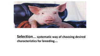 SELECTION
Selection…. systematic way of choosing desired
characteristics for breeding….
 