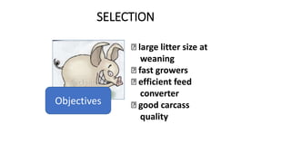 SELECTION
large litter size at
weaning
fast growers
efficient feed
converter
good carcass
quality
Objectives
 