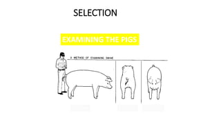 SELECTION
EXAMINING THE PIGS
Side View Rear View Front View
 