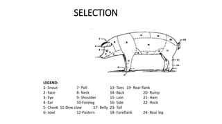 SELECTION
LEGEND:
1- Snout 7- Poll 13- Toes 19- Rear flank
2- Face 8- Neck 14- Back 20- Rump
3- Eye 9- Shoulder 15- Loin 21- Ham
4- Ear 10-Foreleg 16- Side 22- Hock
5- Cheek 11-Dew claw 17- Belly 23- Tail
6- Jowl 12-Pastern 18- Foreflank 24- Rear leg
 