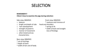 SELECTION
REMEMBER!!!
Here's how to examine the pigs during selection:
Side view, OBSERVE: Front view, OBSERVE:
o balance * neatness and trimness of
o length and depth of side head and shoulders
o ham development * spring of rib
o strength of pasterns * width of back and straight-
o manner of movement ness of forelegs
o other breed and sex
characteristics
Rear view, OBSERVE:
* set of hind legs
* depth of hams
* width of loin and of body
 