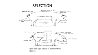 SELECTION
Ideal meat type (above) vs. common faults
(below).
 