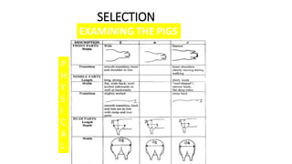 SELECTION
EXAMINING THE PIGS
P
H
Y
S
I
C
A
L
 