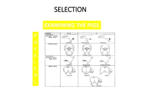 SELECTION
EXAMINING THE PIGS
P
H
Y
S
I
C
A
L
 