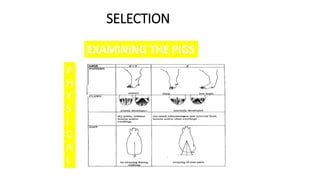 SELECTION
EXAMINING THE PIGS
P
H
Y
S
I
C
A
L
 