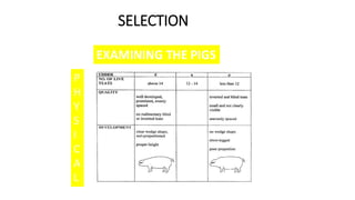 SELECTION
EXAMINING THE PIGS
P
H
Y
S
I
C
A
L
 