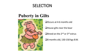 SELECTION
Puberty in Gilts
Occurs at 4-6 months old
House gilts near the boar
Breed on the 2nd or 3rd estrus
8 months old, 130-150 kgs B.W.
 