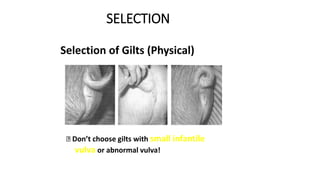 SELECTION
Selection of Gilts (Physical)
Don’t choose gilts with small infantile
vulva or abnormal vulva!
 