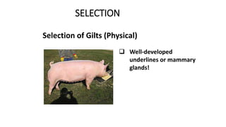 SELECTION
Selection of Gilts (Physical)
 Well-developed
underlines or mammary
glands!
 
