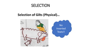 SELECTION
Selection of Gilts (Physical)…
No
Inverted
Teats!!
 