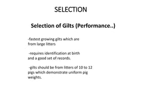 SELECTION
Selection of Gilts (Performance..)
-fastest growing gilts which are
from large litters
-requires identification at birth
and a good set of records.
-gilts should be from litters of 10 to 12
pigs which demonstrate uniform pig
weights.
 