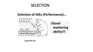 SELECTION
Selection of Gilts (Performance)…
Large litter size
Good
mothering
ability!!!
 