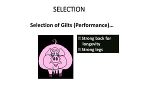 SELECTION
Selection of Gilts (Performance)…
Strong back for
longevity
Strong legs
 