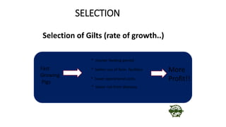 SELECTION
Selection of Gilts (rate of growth..)
Fast
Growing
Pigs
* better use of farm facilities
* lower operational costs
* shorter feeding period
* lesser risk from diseases
More
Profit!!
 