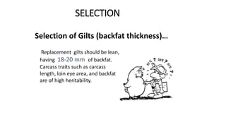 SELECTION
Selection of Gilts (backfat thickness)…
Replacement gilts should be lean,
having 18-20 mm of backfat.
Carcass traits such as carcass
length, loin eye area, and backfat
are of high heritability.
 