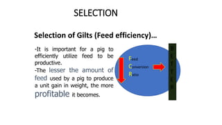 SELECTION
Selection of Gilts (Feed efficiency)…
-It is important for a pig to
efficiently utilize feed to be
productive.
-The lesser the amount of
feed used by a pig to produce
a unit gain in weight, the more
profitable it becomes.
Feed
Conversion
Ratio
B
E
T
T
E
R
 