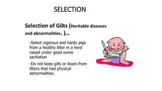 SELECTION
Selection of Gilts (Heritable diseases
and abnormalities. )…
-Select vigorous and hardy pigs
from a healthy litter in a herd
raised under good swine
sanitation
-Do not keep gilts or boars from
litters that had physical
abnormalities.
 