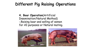 Different Pig Raising Operations
4. Boar Operation(Artificial
Insemination/Natural Method)
-.Raising boar and selling of semen
for AI purposes or Natural mating.
 
