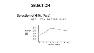 SELECTION
Selection of Gilts (Age)
Age vs. Litter size
 