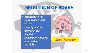 • Masculinity in
appearance and
action
• clearly visible
primary sex
organs
• uniformly hanging
equal-sized
testicles
Sex Character
SELECTION OF BOARS
42
 