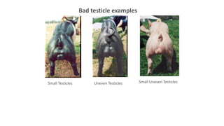 Bad testicle examples
Small Testicles Uneven Testicles Small Uneven Testicles
 