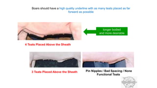 4 Teats Placed Above the Sheath
3 Teats Placed Above the Sheath Pin Nipples / Bad Spacing / None
Functional Teats
Boars should have a high quality underline with as many teats placed as far
forward as possible
longer bodied
and more desirable
 