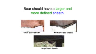 Boar should have a larger and
more defined sheath.
Small Sized Sheath Medium Sized Sheath
Large Sized Sheath
 