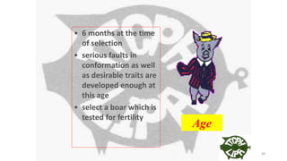 • 6 months at the time
of selection
• serious faults in
conformation as well
as desirable traits are
developed enough at
this age
• select a boar which is
tested for fertility
Age
48
 