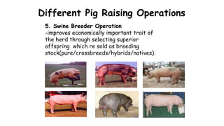 Different Pig Raising Operations
5. Swine Breeder Operation
-improves economically important trait of
the herd through selecting superior
offspring which re sold as breeding
stock(pure/crossbreeds/hybrids/natives).
 