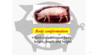 • Well-proportioned body
length, depth and height
Body conformation
50
 