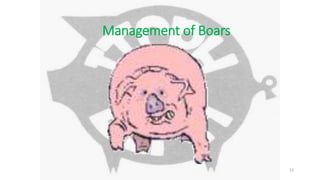 Management of Boars
53
 