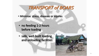 54
TRANSPORT of BOARS
• Minimize stress, diseases or injuries
• no feeding 1-2 hours
before loading
• safe, well-built loading
and unloading facilities
 