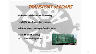 Amy M. Gonzales-Eguia, ATI-ITCPH 55
• clean & disinfect truck for loading
• suitable bedding and protection
• divider when hauling unfamiliar boars
• avoid harsh handling
• Consider loading density
TRANSPORT of BOARS
 